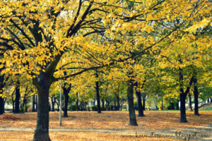 Read more about the article Ulubione Jesienią. To co w jesieni lubię najbardziej